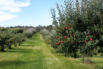Guida Completa alla Potatura delle Piante da Frutto 🍎