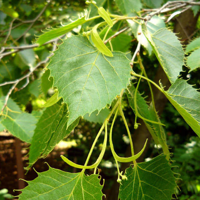 Tilia henryana