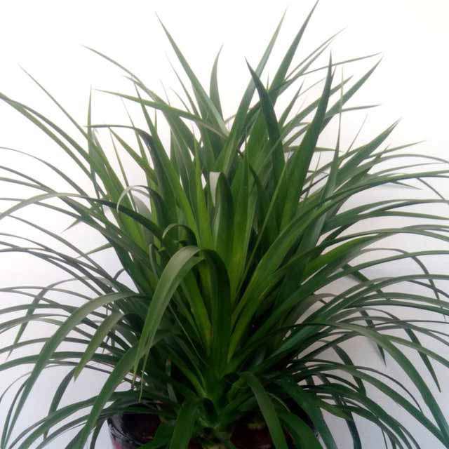Bulbophyllum pingtungensis