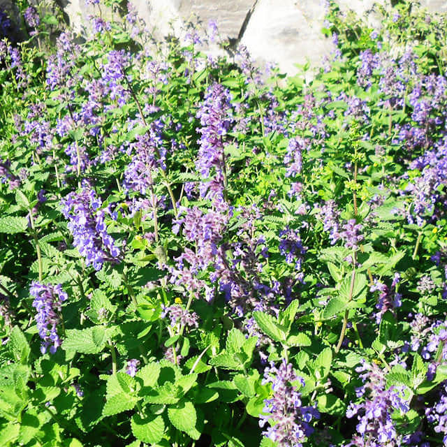 Nepeta racemosa