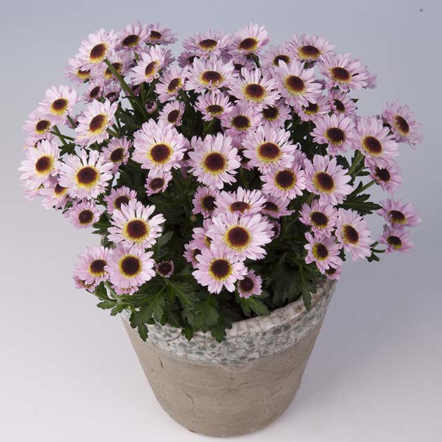 Chrysanthemum Pico Exota Pink Fine Webbing