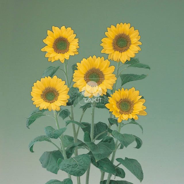 Helianthus annuus Sunrich Lime