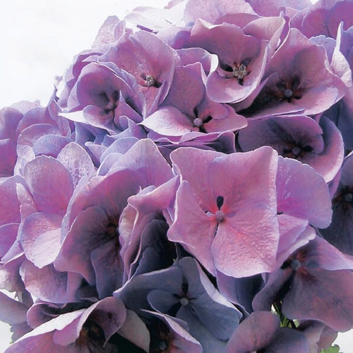 Hydrangea macrophylla Magical Diamond Drooping Leaves