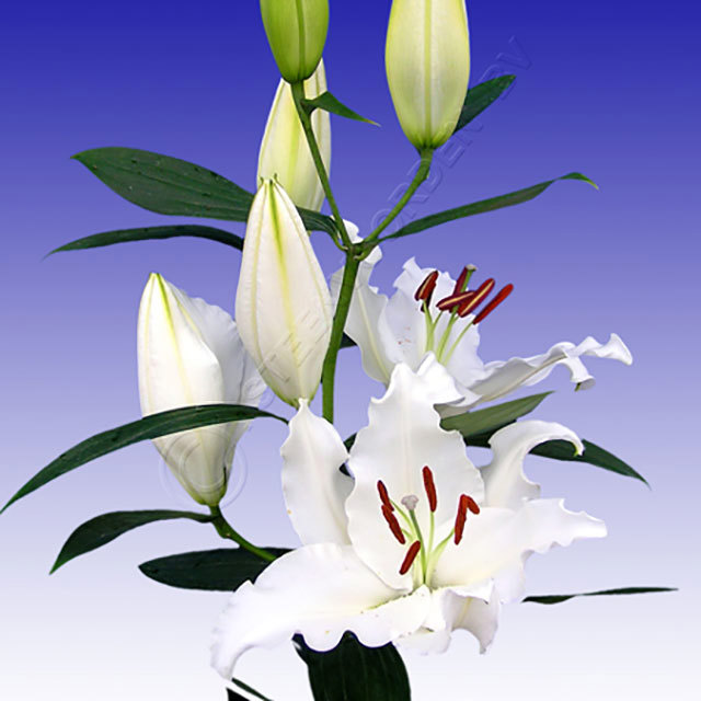 Lilium oriental Monteneu Fine Webbing