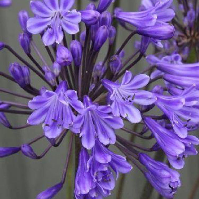 Agapanthus Sunfield