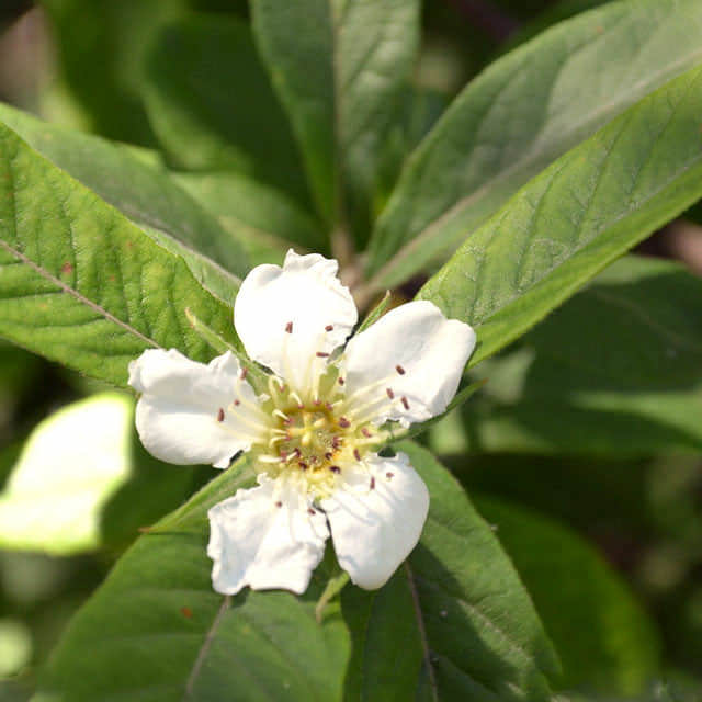 Mespilus germanica