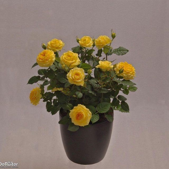 Mini Rose Shiny Cupido White Powder