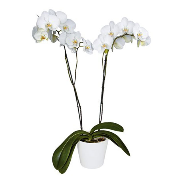 Phalaenopsis Nassau 1