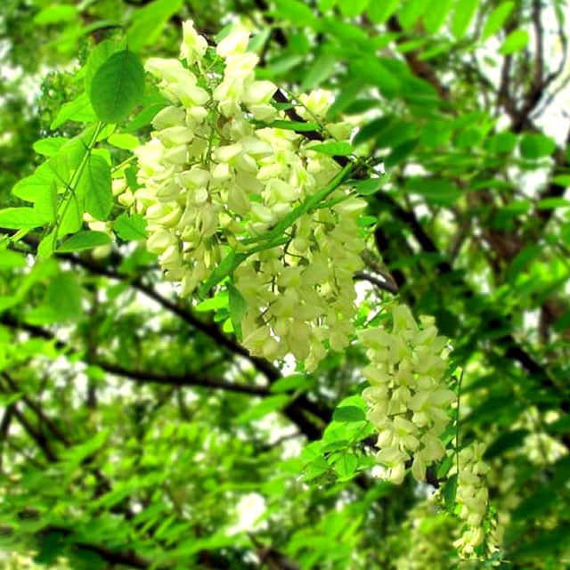 Fraxinus americana