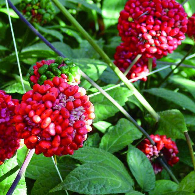 Panax notoginseng