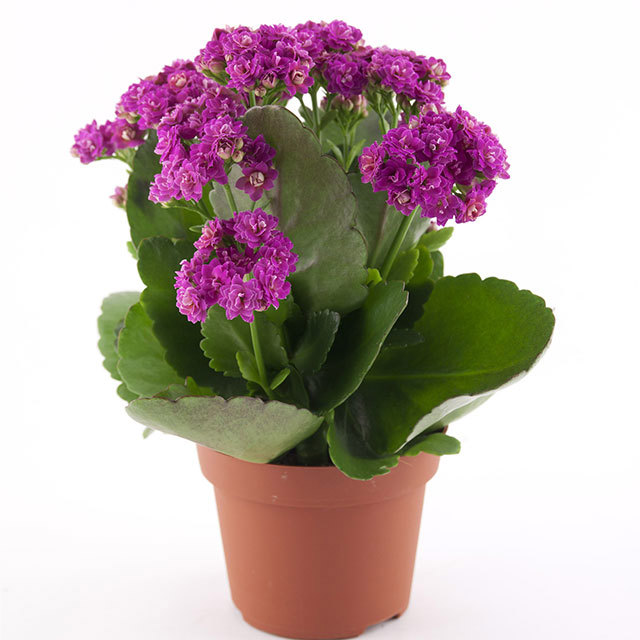 Kalanchoe Rosalina Don Geraldo Leggy Stems