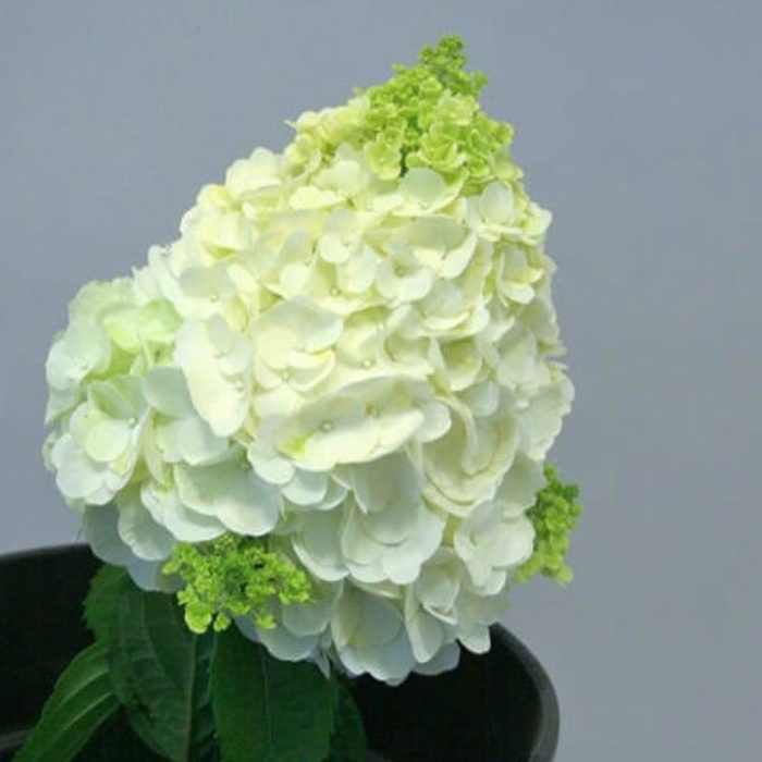 Hydrangea macrophylla Magical Mont Blanc Drooping Leaves