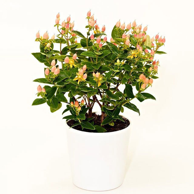 Hypericum Dainty Pearl