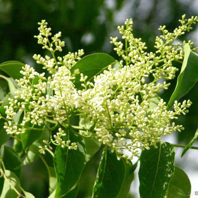 Ligustrum