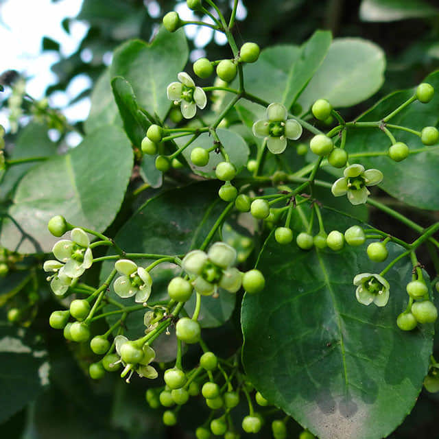 Euonymus fortunei