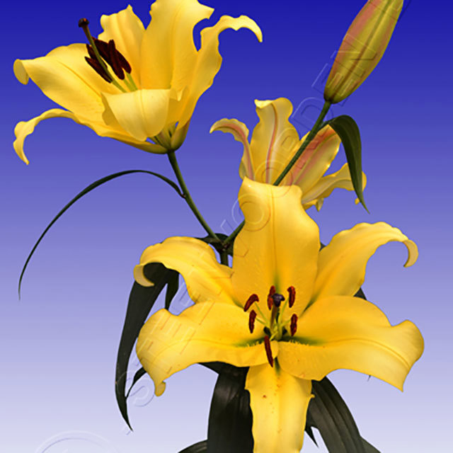 Lilium Golden Power Fine Webbing