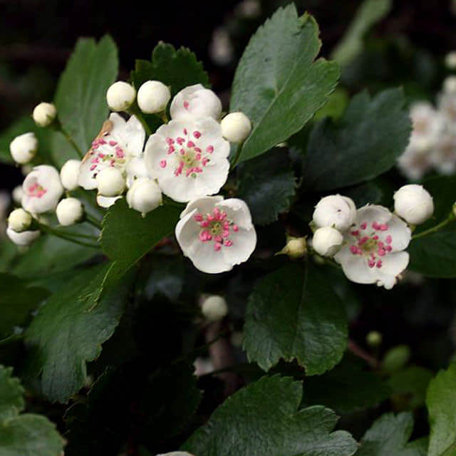 Crataegus laevigata