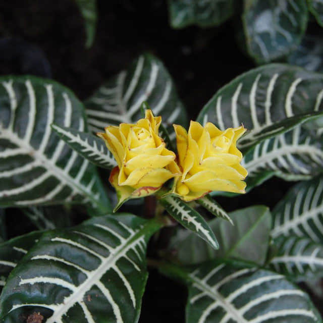 Aphelandra squarrosa