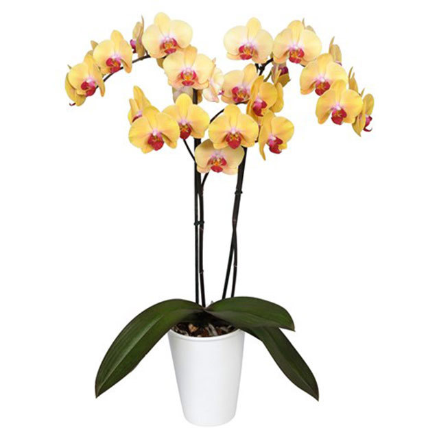 Phalaenopsis Kaohsiung