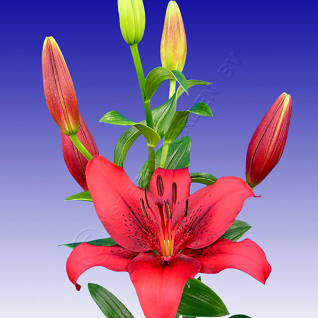 Lilium LA Hybrid Original Love Fine Webbing
