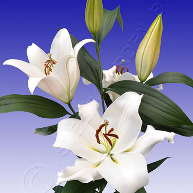 Lilium Zambesi Sudden Leaf Drop