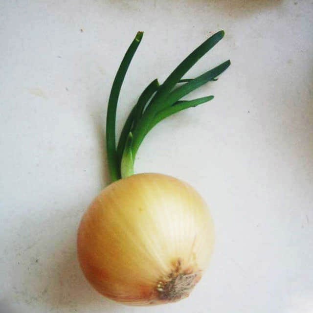 Allium cepa