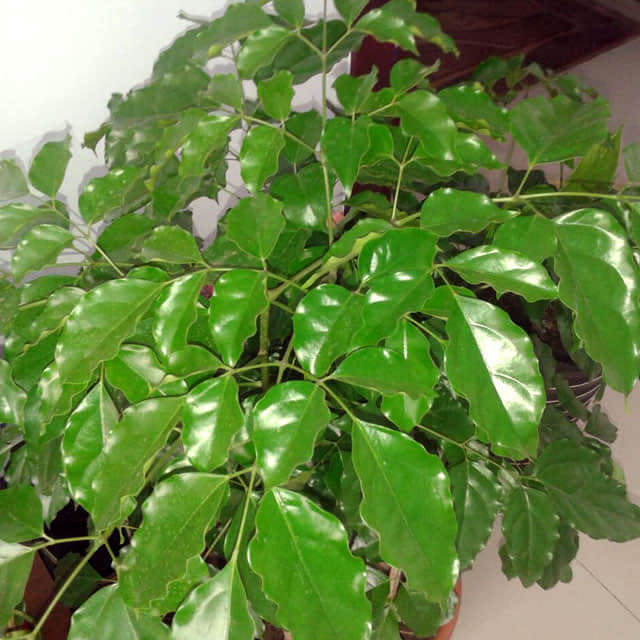 Radermachera sinica