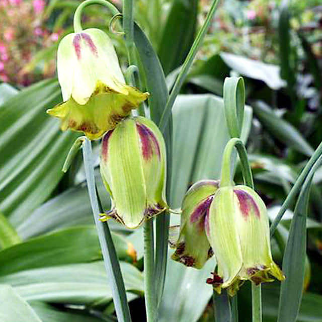 Fritillaria acmopetala