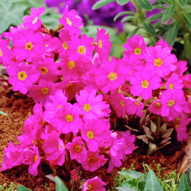 Primula rosea