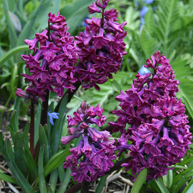 Hyacinthus orientalis Woodstock