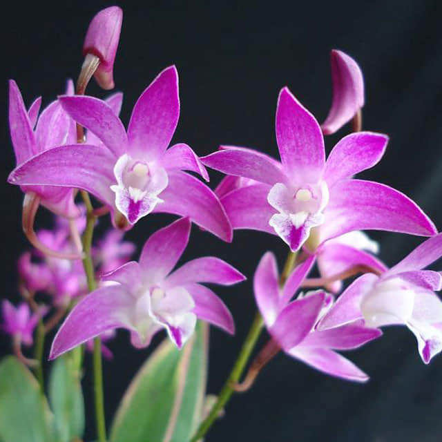 Dendrobium kingianum