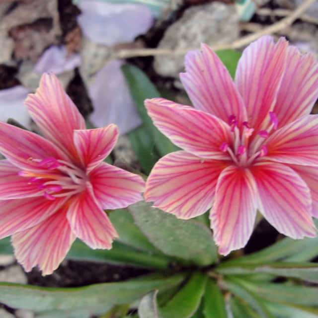 Lewisia longipetala