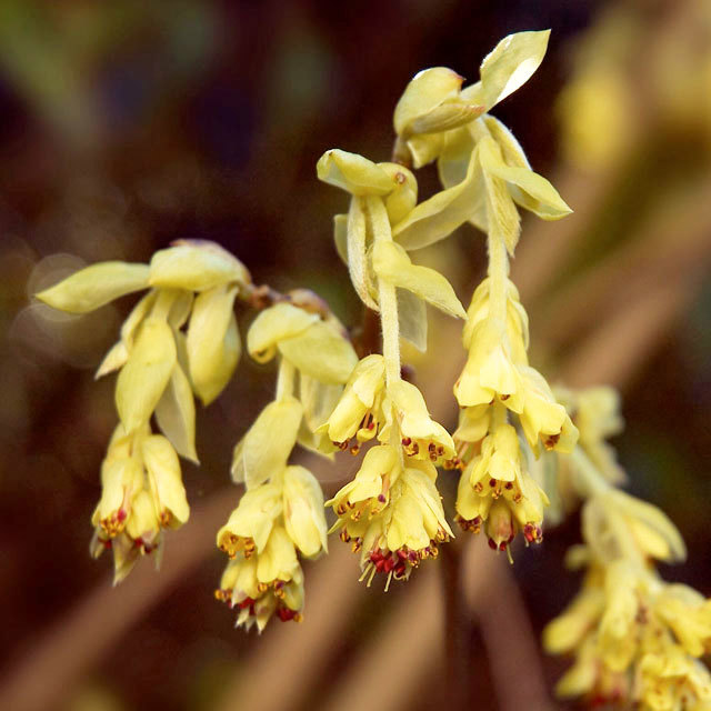 Corylopsis spicata