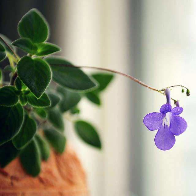 Streptocarpus Concord Blue