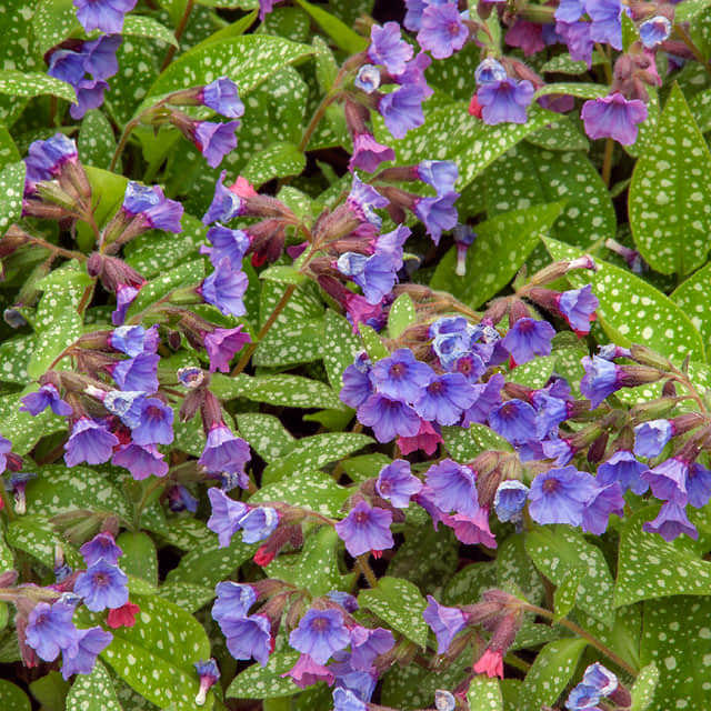 Pulmonaria x