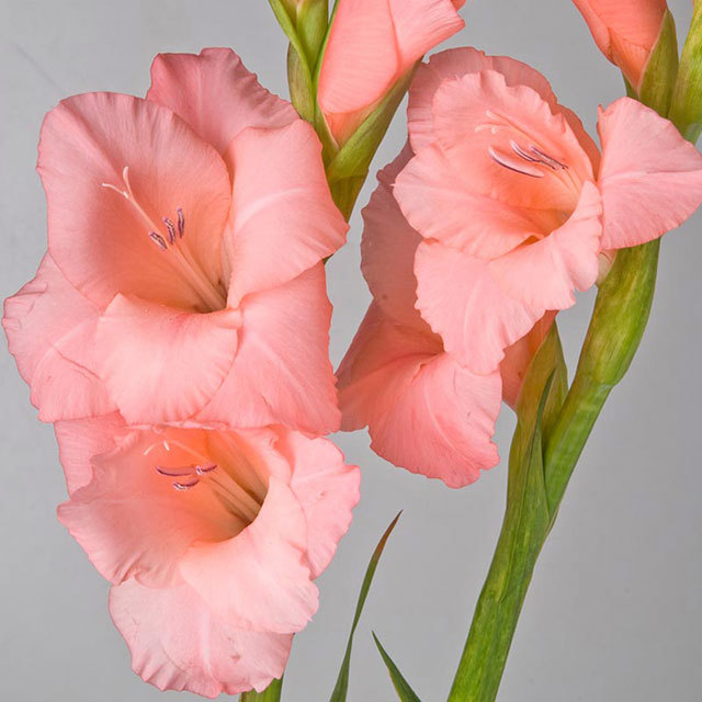 Gladiolus Pink