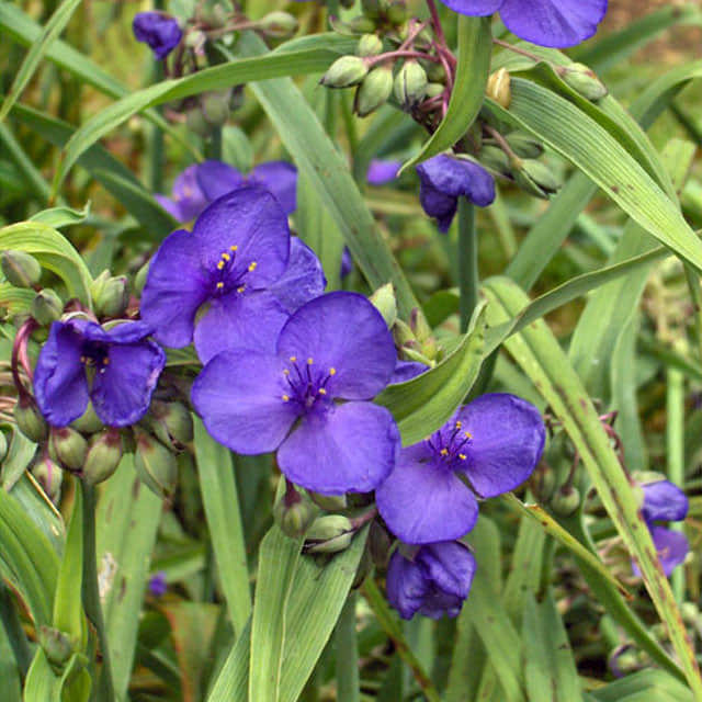 Tradescantia x andersoniana