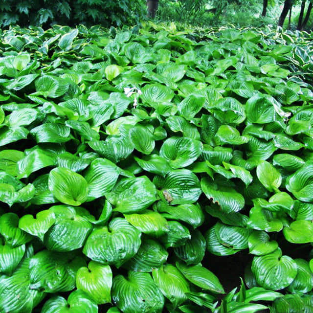 Hosta venusta