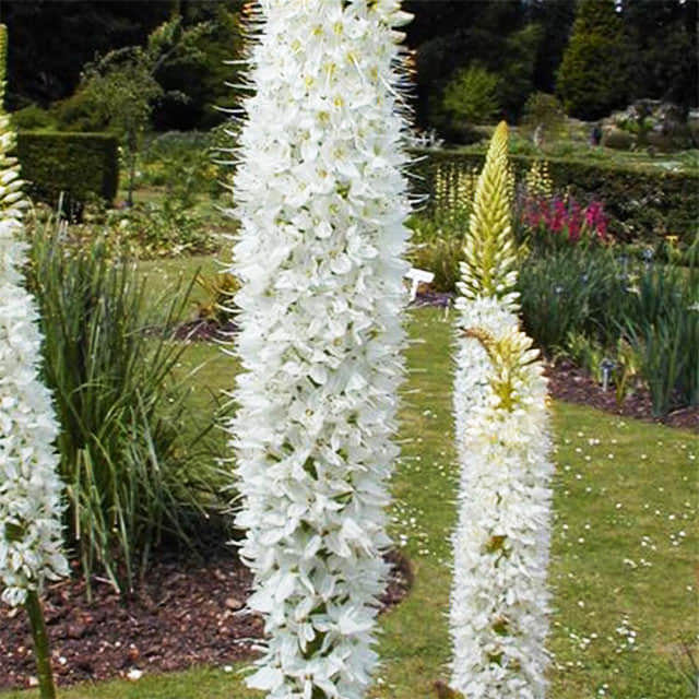 Eremurus himalaicus