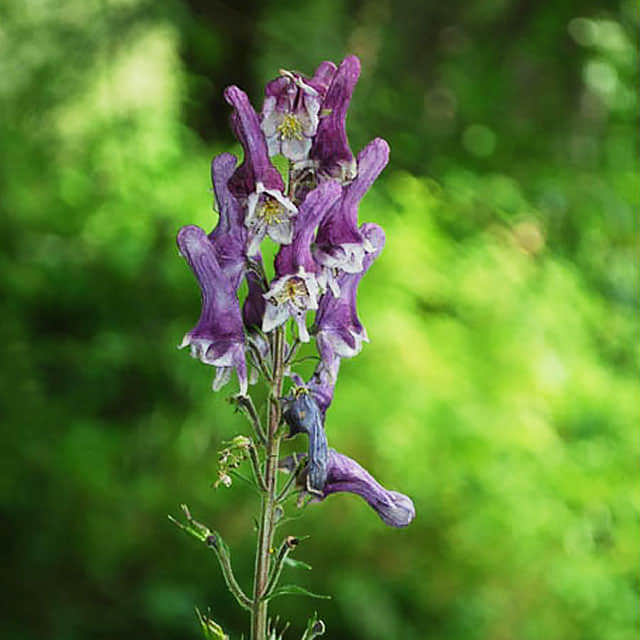 Aconitum lycoctonum