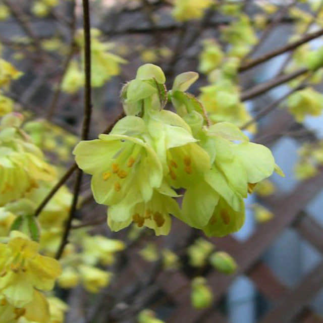 Corylopsis sinensis