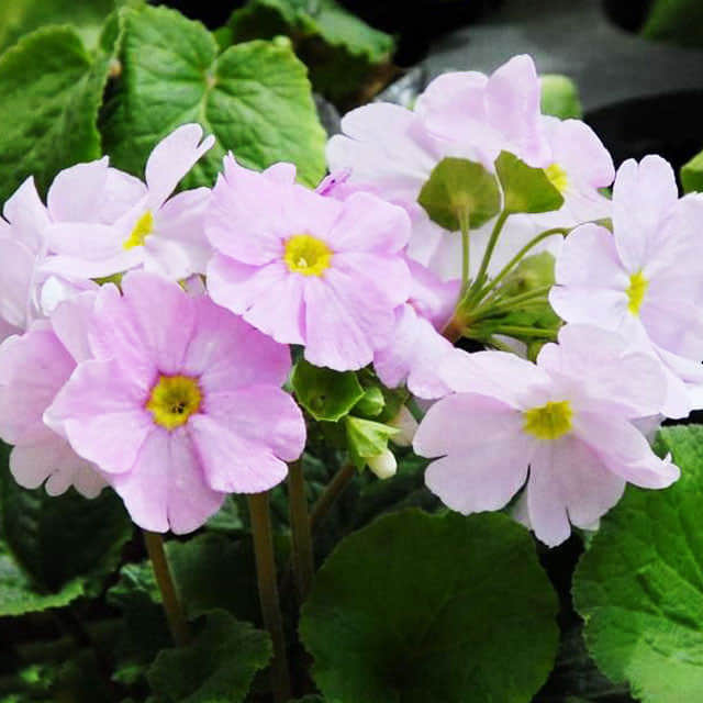 Primula obconica