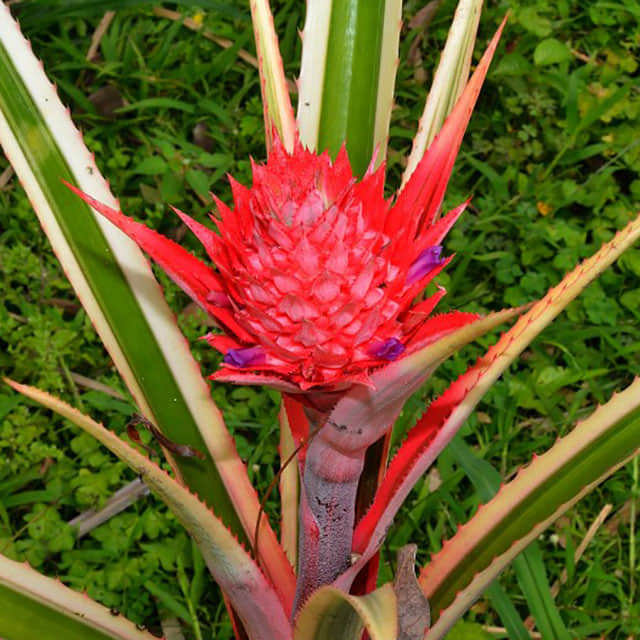 Ananas comosus variegata