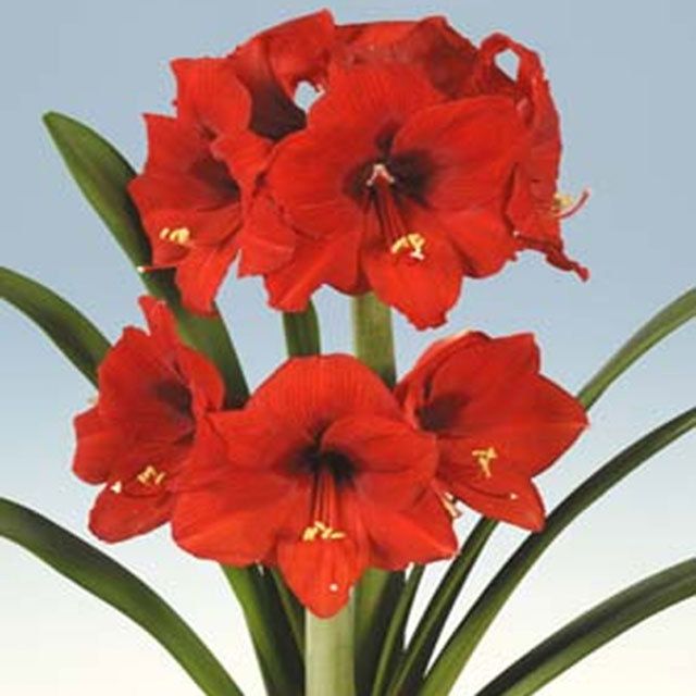 Amaryllis Ferrari