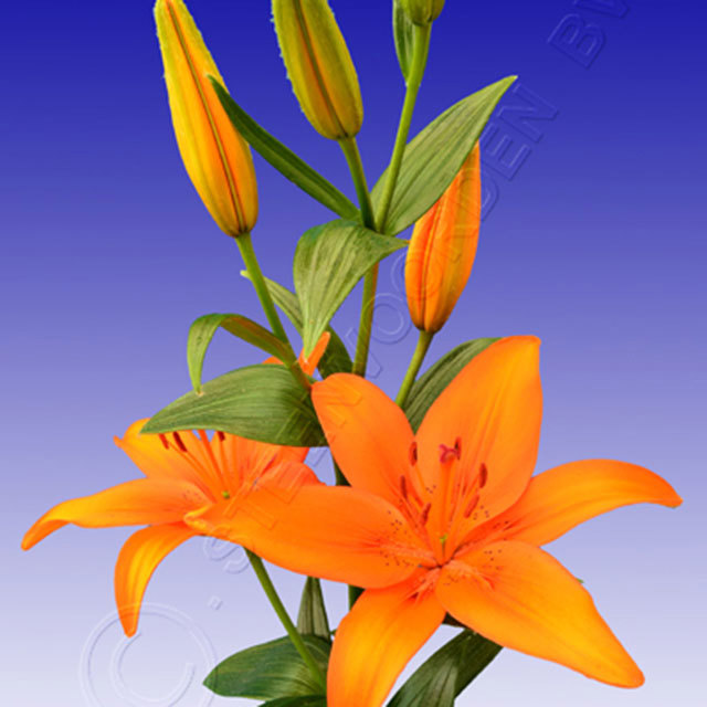 Lily Espel White Cottony Spots