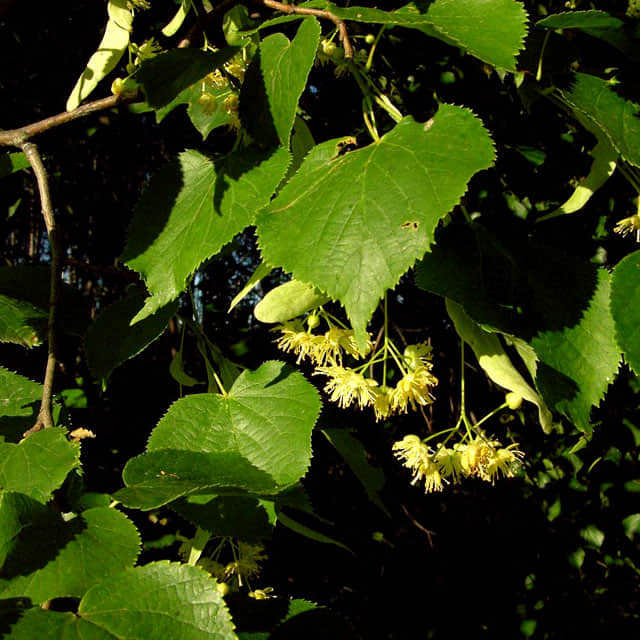 Tilia euchlora
