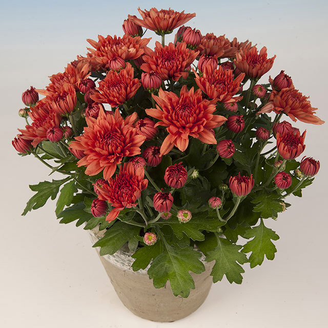 Chrysanthemum Kaka Orange Fine Webbing