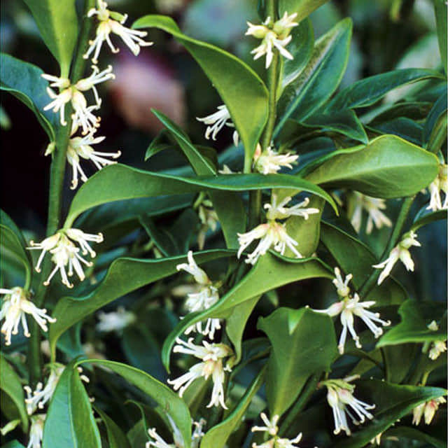 Sarcococca confusa