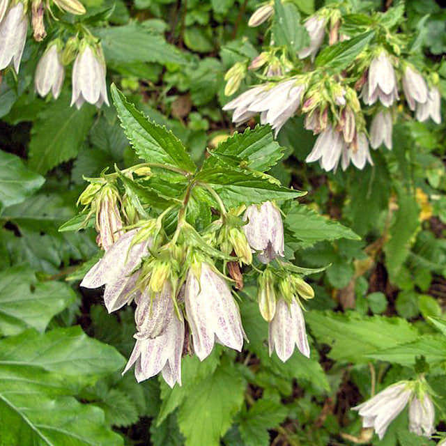 Campanula takesimana