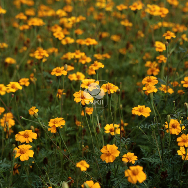 Tagetes Ground Control White Powder